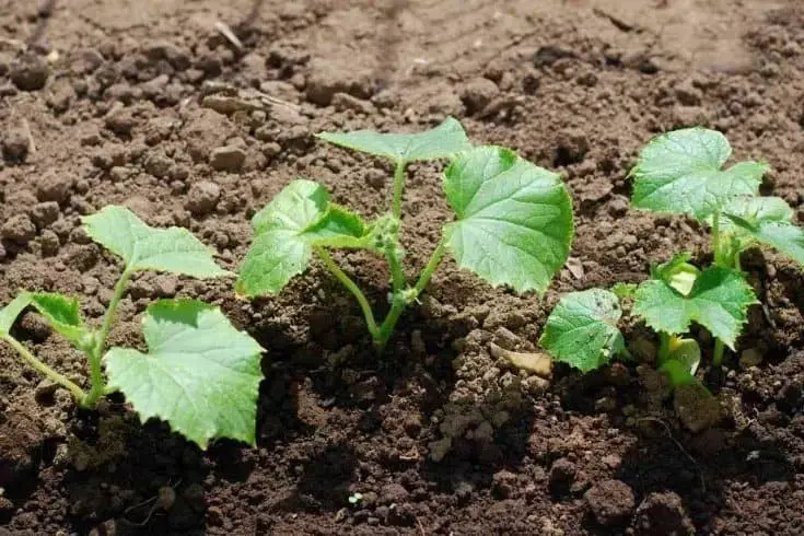 cucumber plants mushroom compost