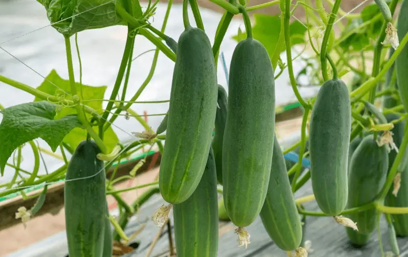 cucumber plants