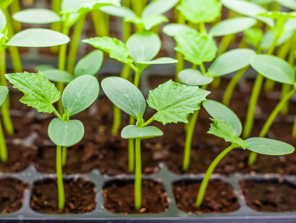 cucumber seed germination