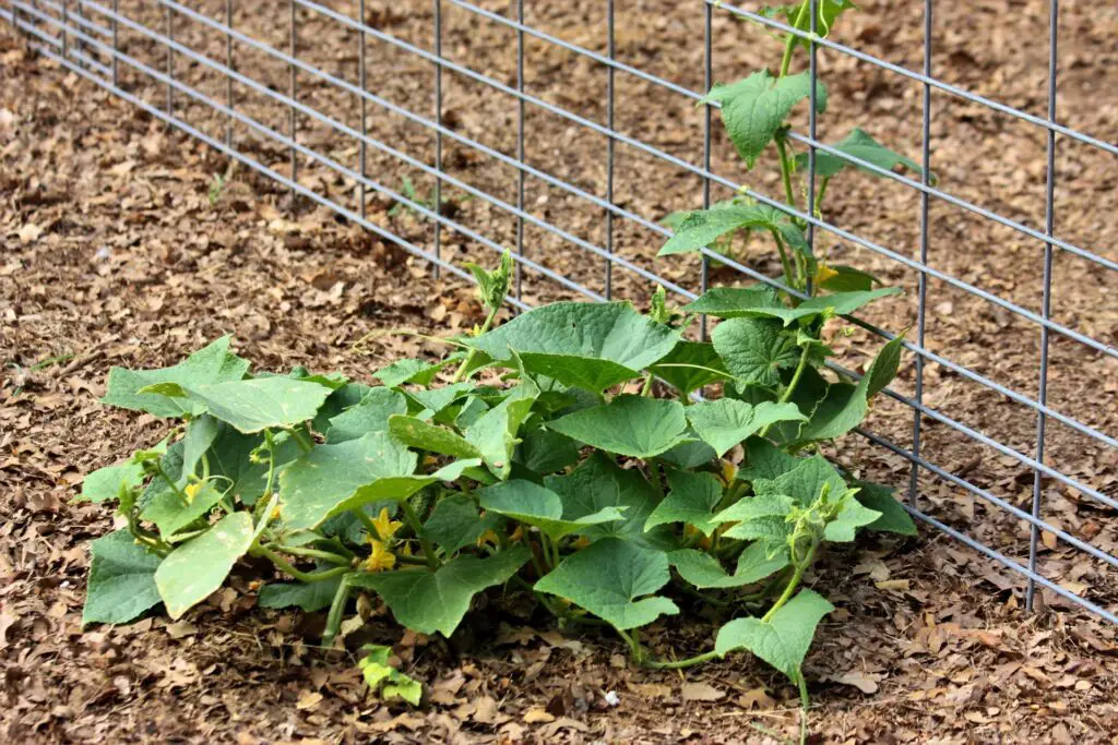 cucumber vegetative growth