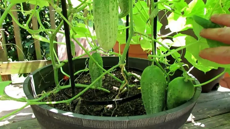 cucumbers in pot