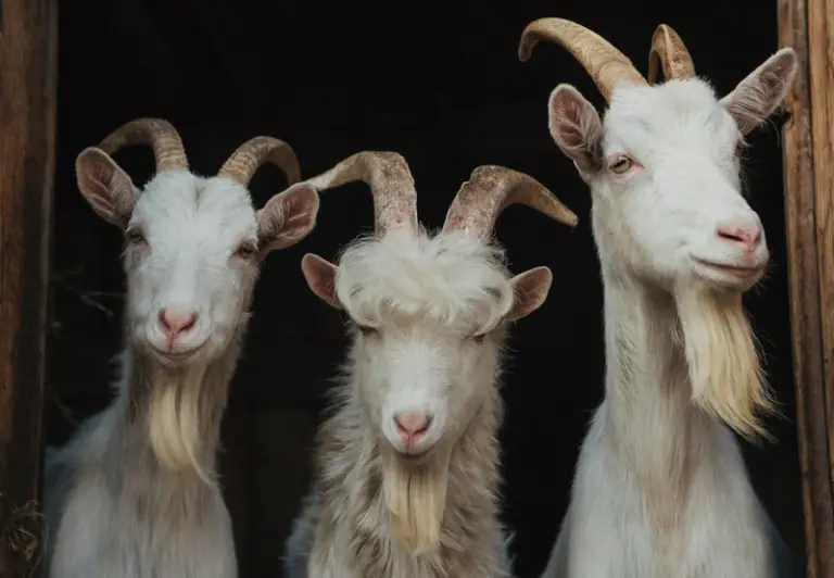 Do All Goats Have Horns? (Including Females)