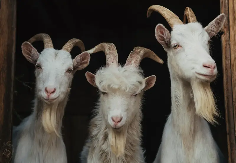 do all goat have horns