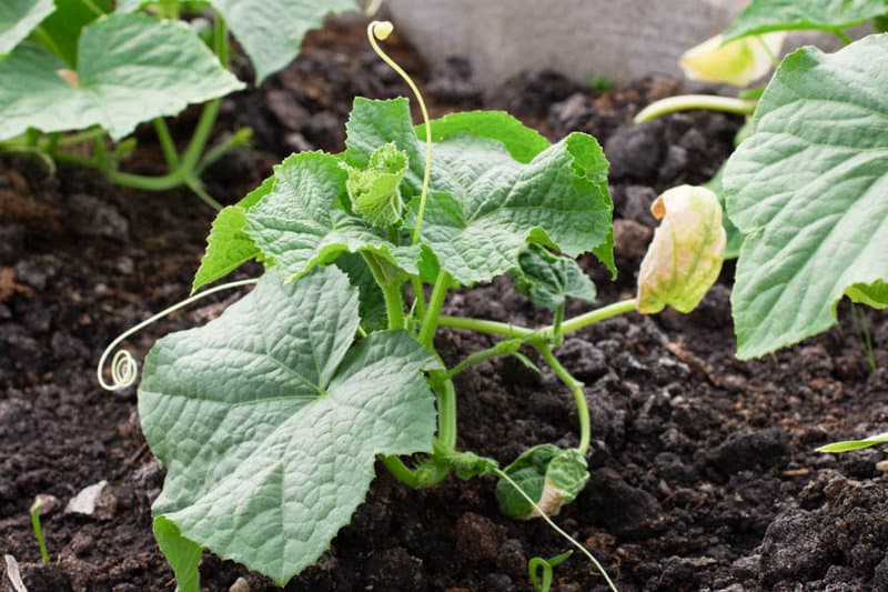 enhanced soil for growing cucumbers