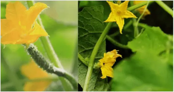 female male cucumbers flowers