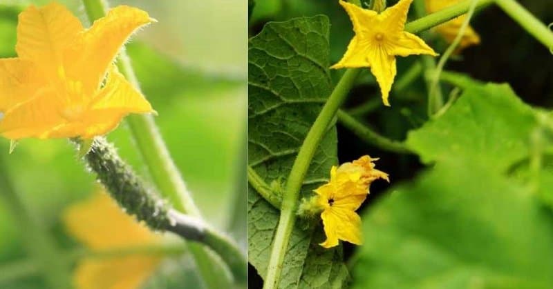 female vs male cucumber flower