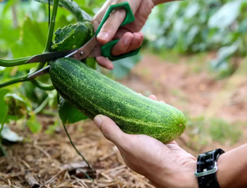 harvest cucumber