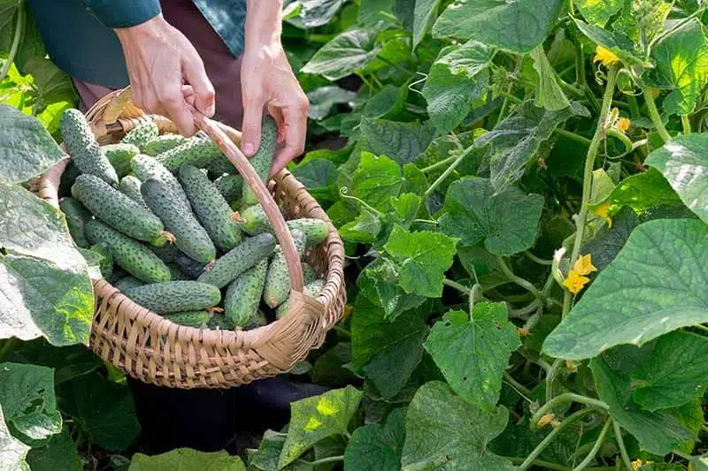 harvesting cucumber