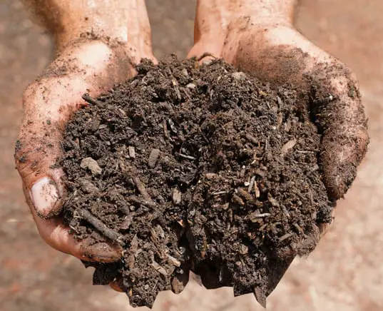 Topsoil or Compost for Vegetable Garden: Which One is Better?