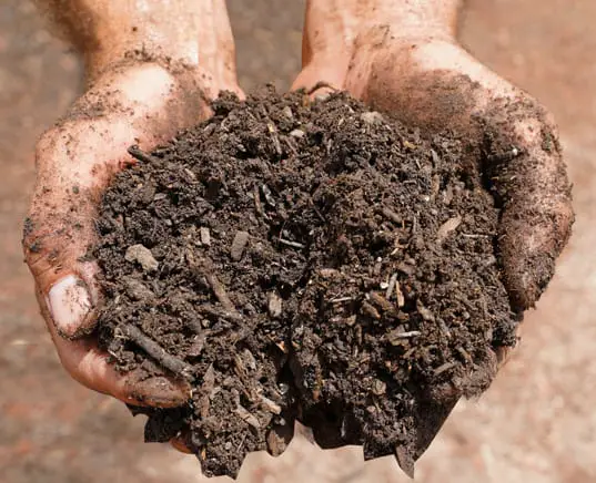 mushroom compost hand