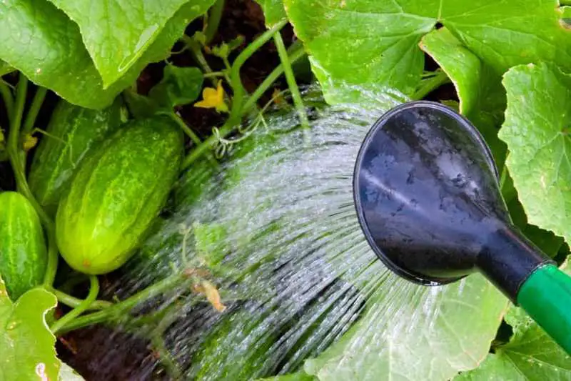 watering cucumbers