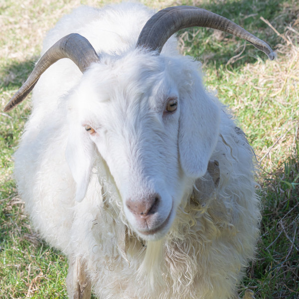 white goats breeds