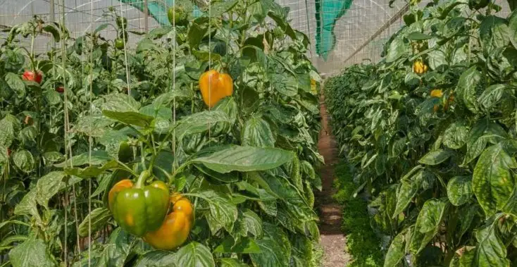 bell peppers pruned and trained to climb