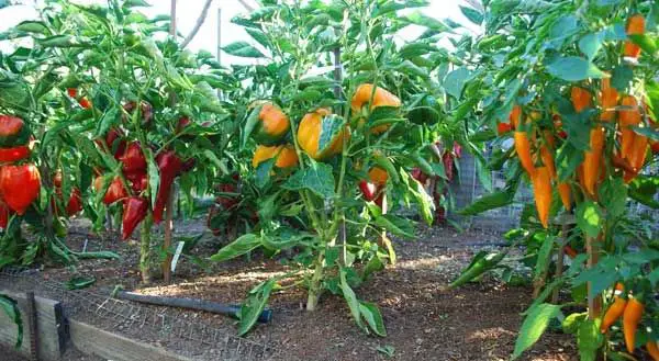 Bell Peppers Plant in Garden