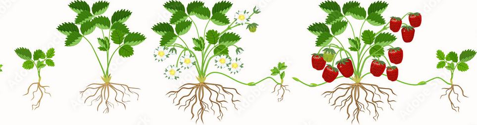 Strawberry Growing Stages (with Pictures): Plant Life Cycle & Timeline