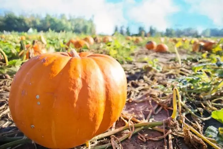 Milk Fed Pumpkins: Do Pumpkins Grow Bigger When Fed Milk?