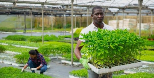 bell pepper plant seedling