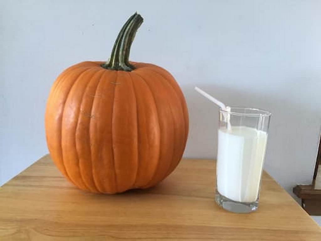 milk fed pumpkins