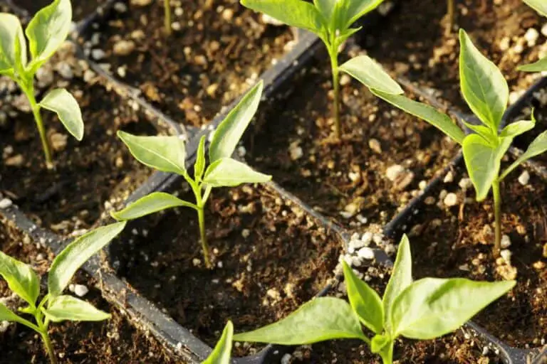 Bell Peppers Growing Stages (with Pictures) Plant Life Cycle