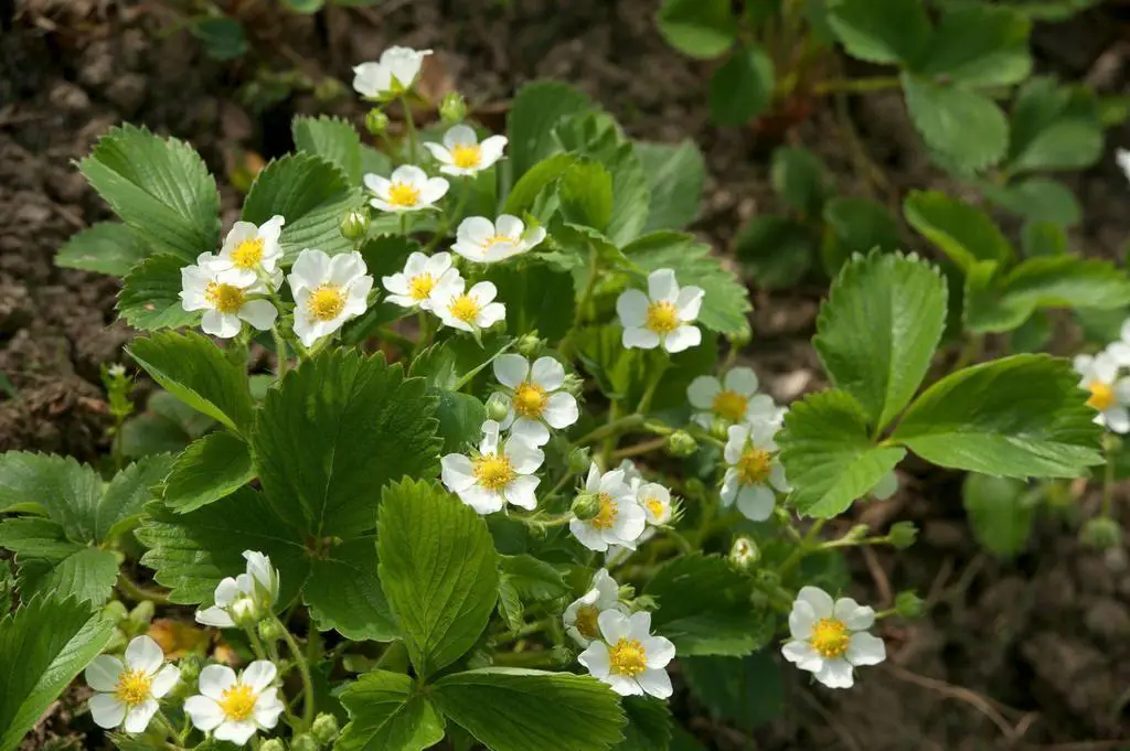 strawberry flowers