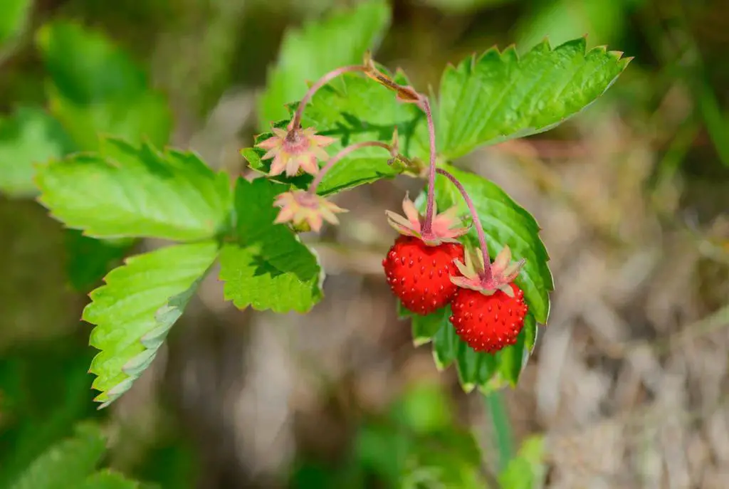 strawberry fruits