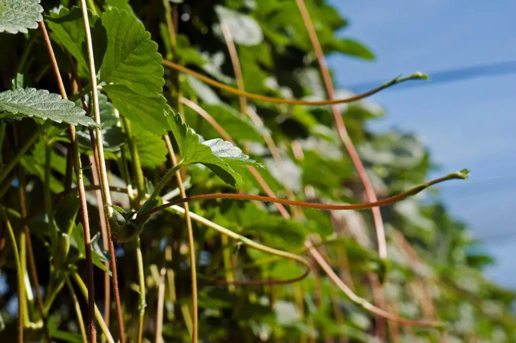 strawberry plant vegetative