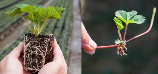 Strawberry Seed Germination