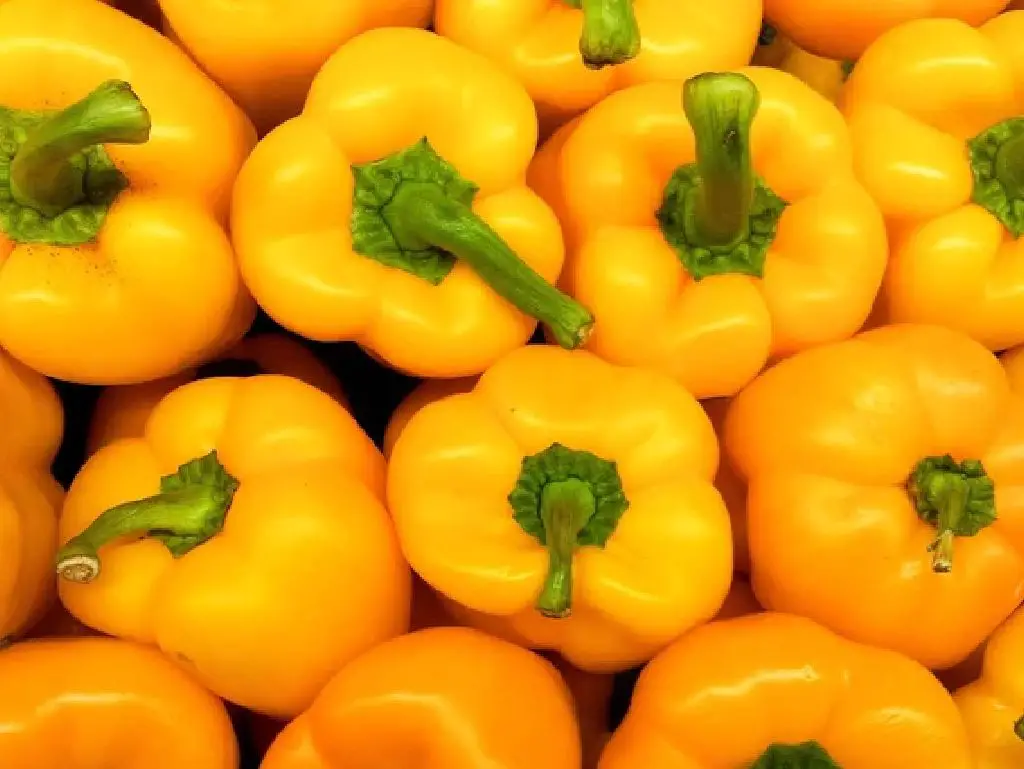 sweet sunrise bell pepper