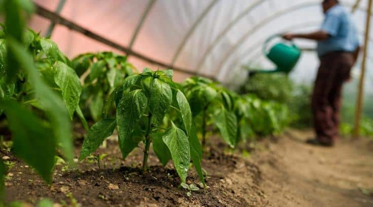 Bell Pepper-Plants-in-a-Greenhouse