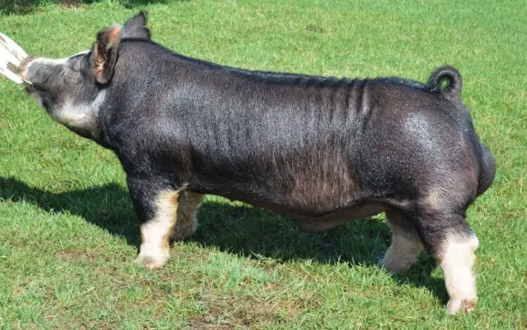 12 Best Tasting Pig Breeds (For Meats and Bacon) - FarmingThing.com