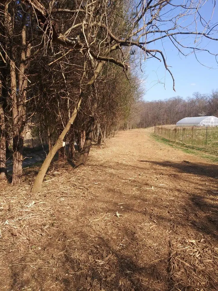 Forestry Mulching Before and After (With Pictures)
