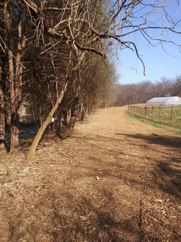 forestry mulching after gaithersburg