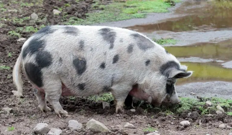 Gloucestershire Old Spots pig