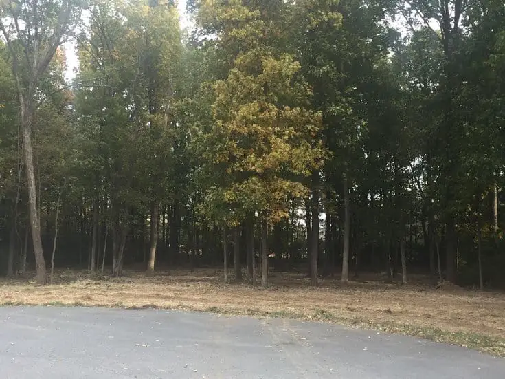 Land Clearing After Virginia