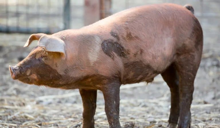 Red Wattle Pigs