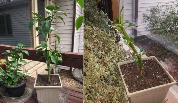 bell pepper plant was overwintered