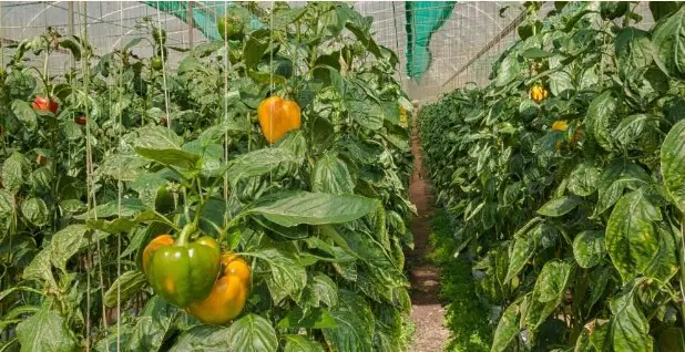 bell pepper plants in greenhouses