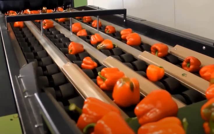 bell peppers production conveyer belt