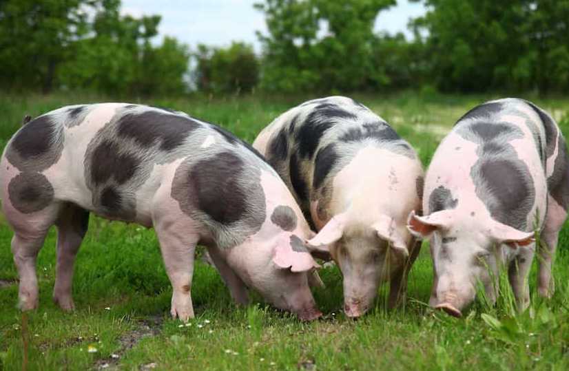 best pig breeds