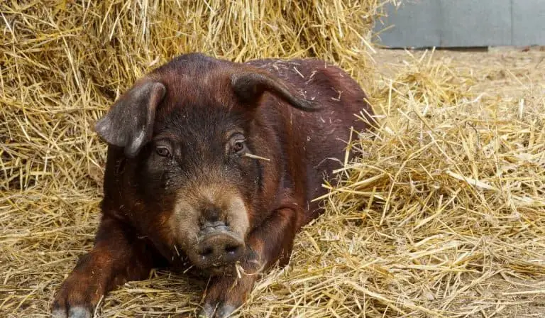 Duroc pig