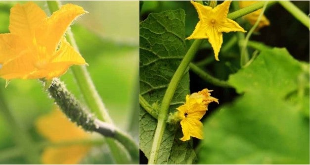 male and female cucumber flower