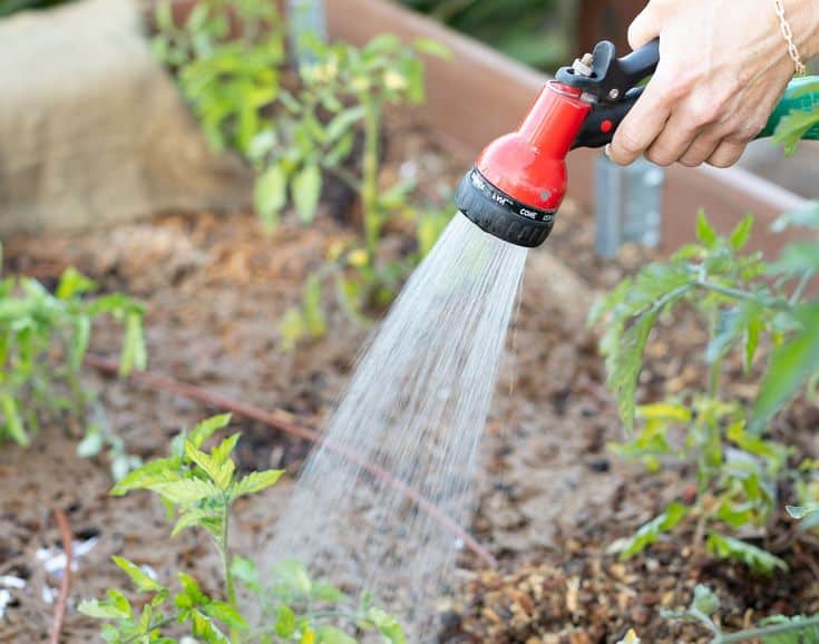 how often watering plants