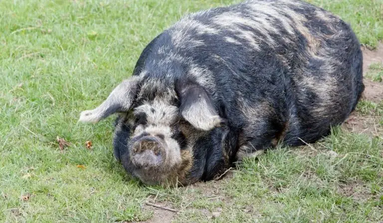 kunekune pig