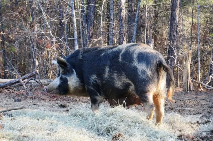 Ossabaw Island Hog 