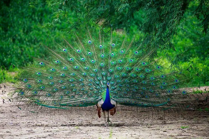 beautifull blue peacock