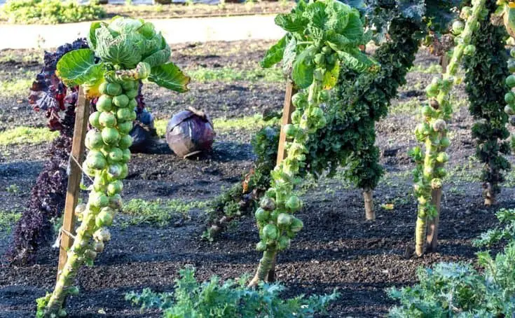 brussels sprouts vegetables plants (startcy or root)