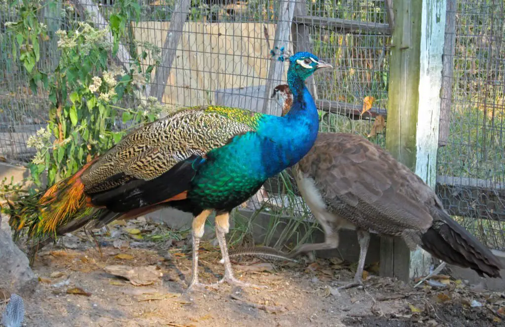 peacocks in cage