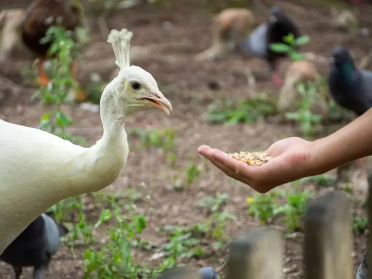 white peacock eating