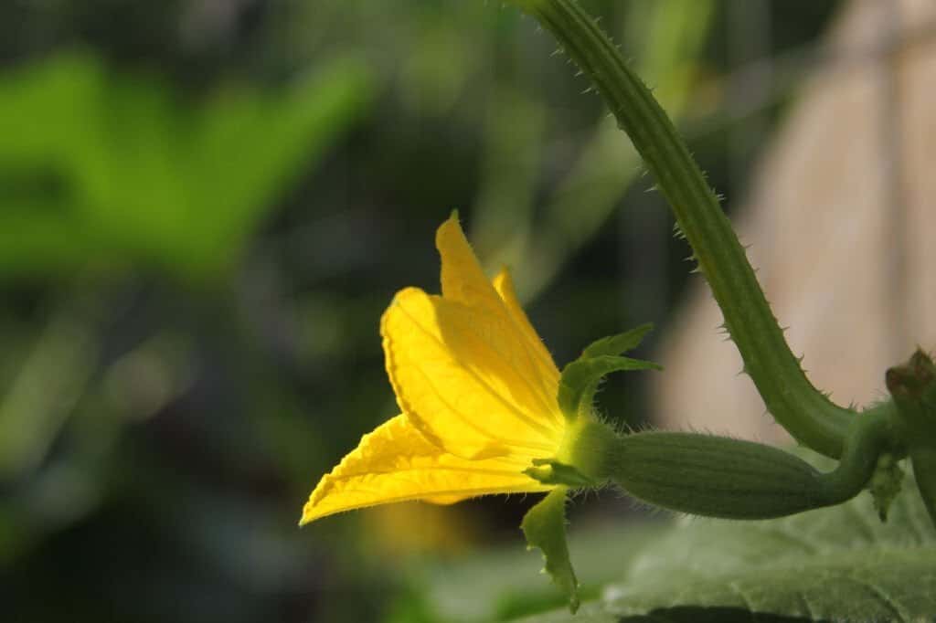 Cantaloupe Flowers