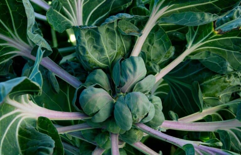 Why Are Brussel Sprouts Called Brussel Sprouts? How Did They Get Their Name?